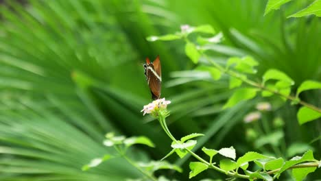 Una-Mariposa-Con-Un-Hermoso-Patrón-Toma-El-Néctar-De-Una-Flor-Y-Se-Va-Volando.