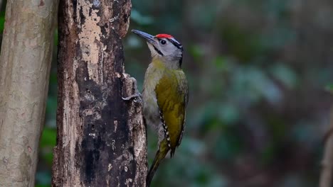 灰頭<unk> (grey-headed woodpecker) 是泰國最常見的動物之一,在泰國的國家公園中生長,它非常特別地選擇它的息地,以便它可以繁殖.