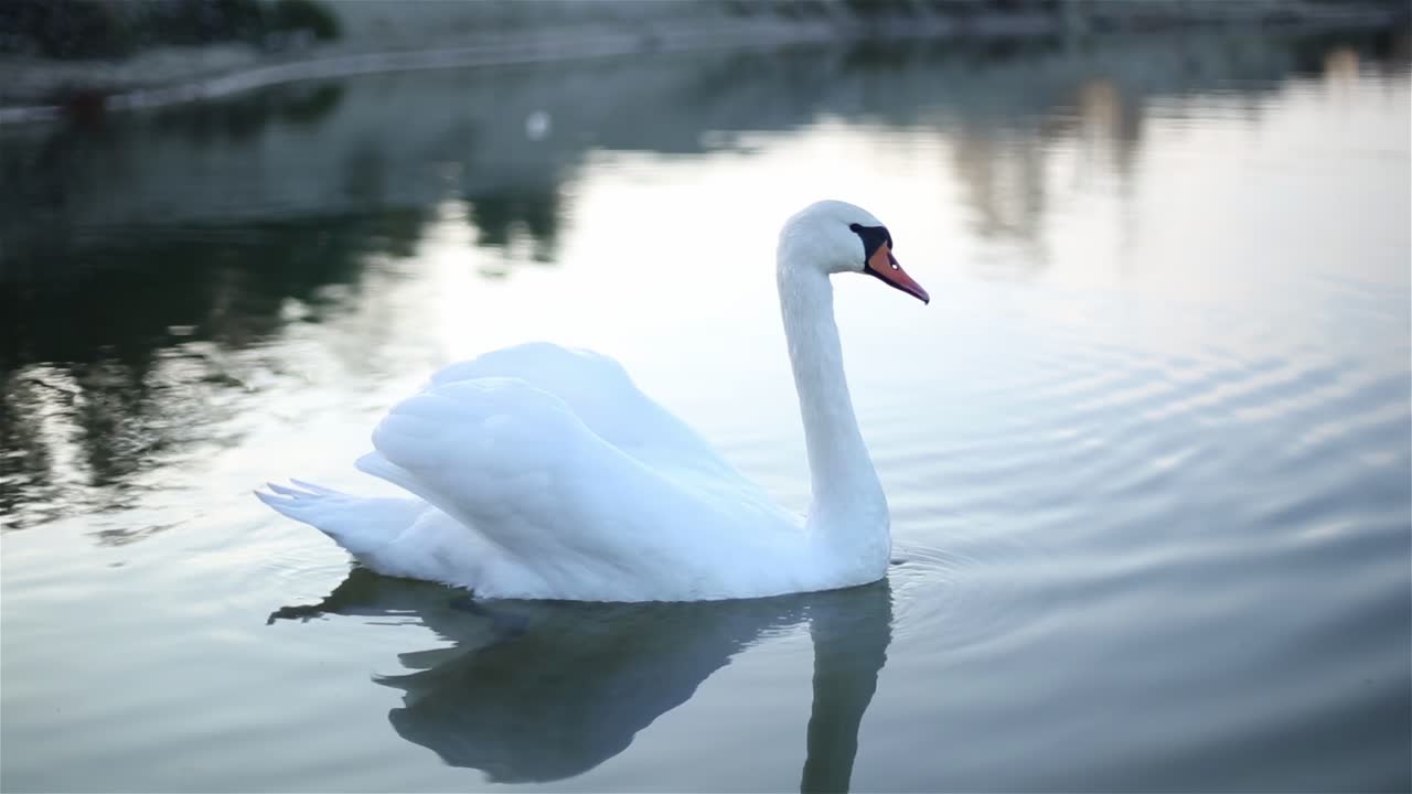 Lonely swan swims in a small lake
