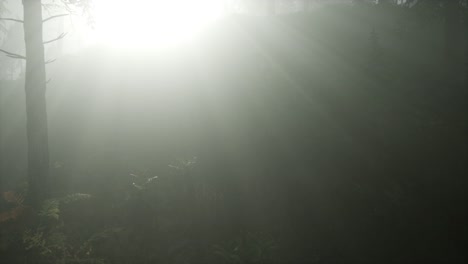 forest in autumn morning mist