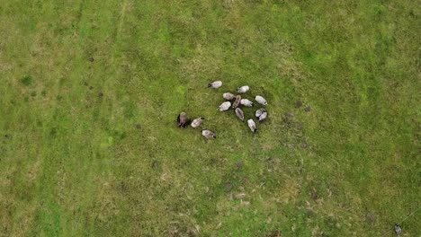 aerial drone view of sheep herd feeding on grass in green field