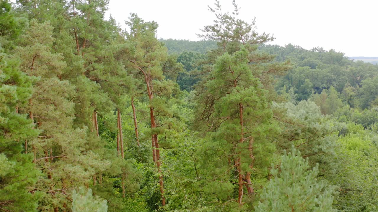 Tall pine trees. Beautiful green forest in summer. Nature landscape of woodland. Tops of trees in the morning.