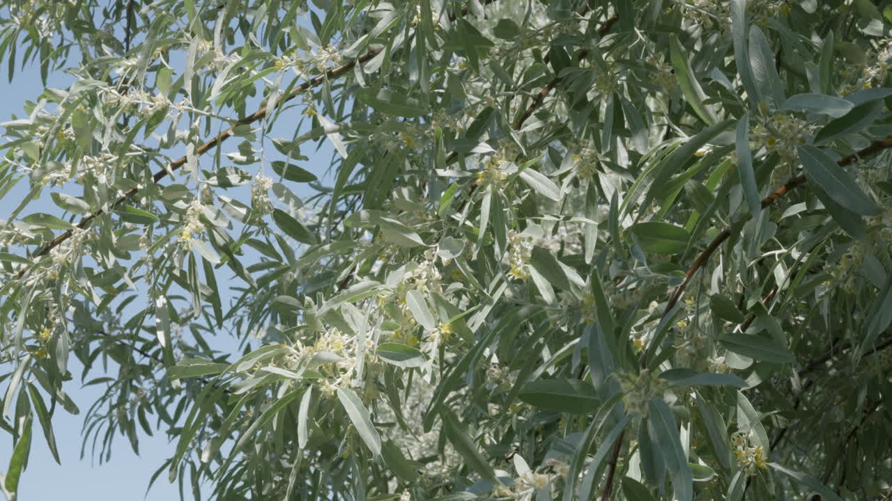 Blooming silverberry tree branches under blue sky