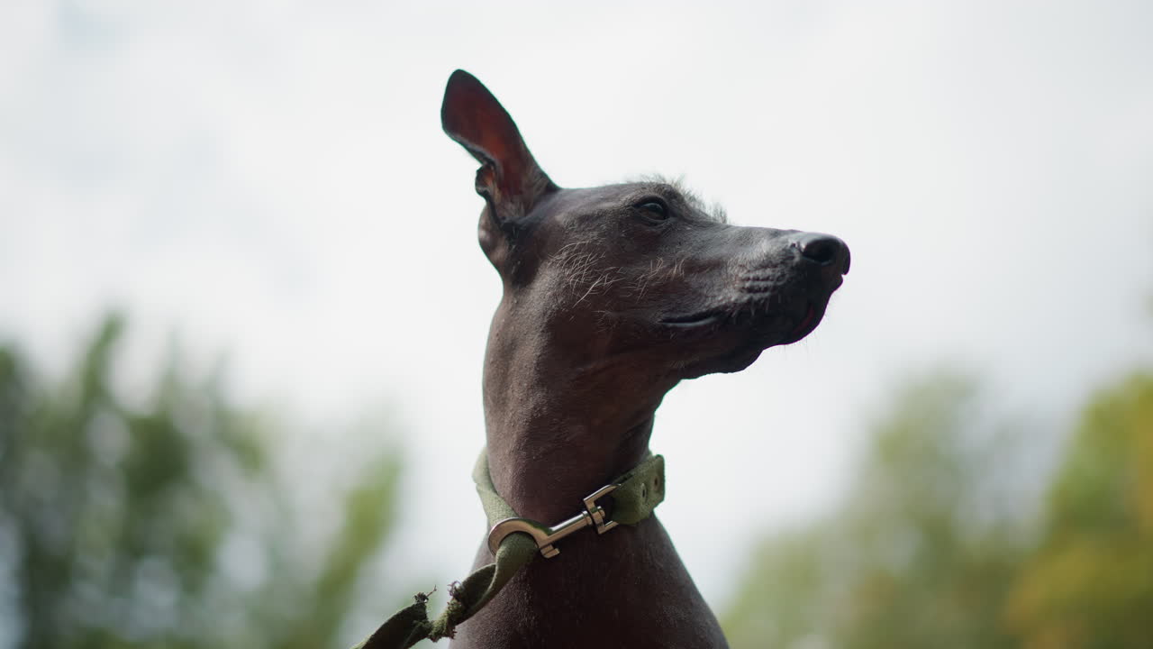 Dog Portrait Outdoors, Closeup Of Proud Dog Under Cloudy Sky, Detailed Profile Of Sleek Canine In Natural Lighting Scene, Focused Image Of Poised Dog With Leash And Blurred Treeline Background