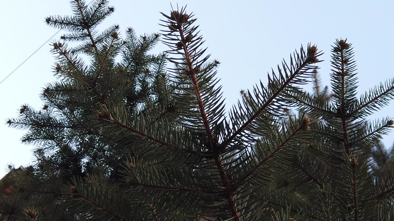 소나무 가지가 슬로우 모션을 닫습니다.