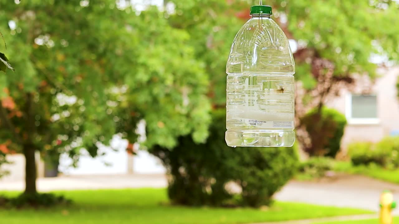 vista clara del mes gitano masculino entrando en una trampa casera