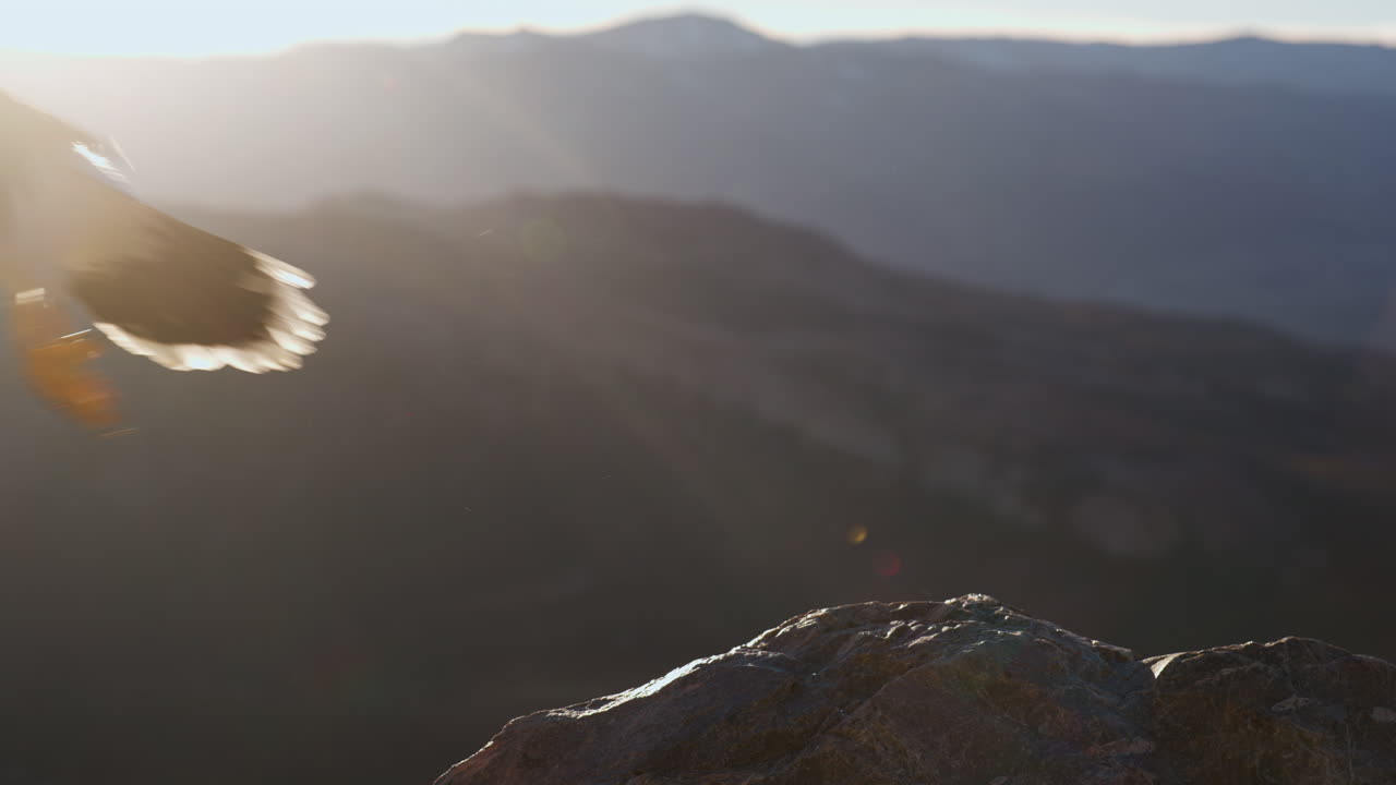 Rapace sulla cima di una montagna all'alba/al tramonto