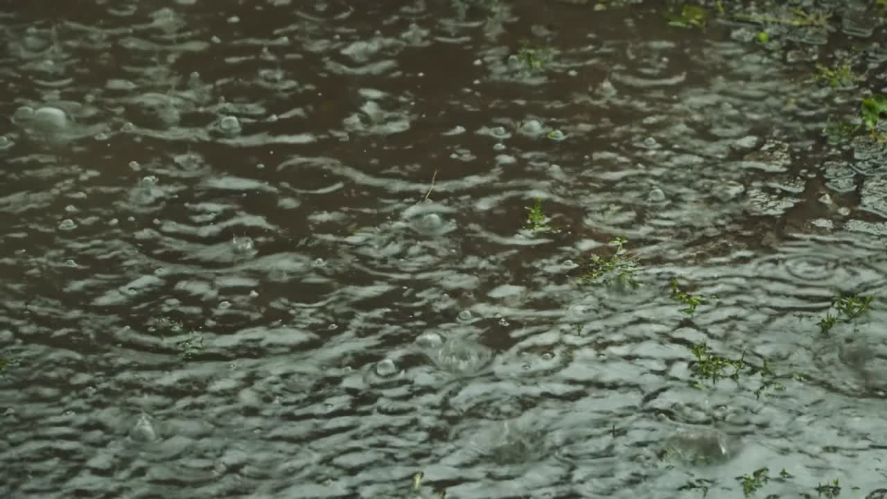 Bubbles from the rain in a puddle
