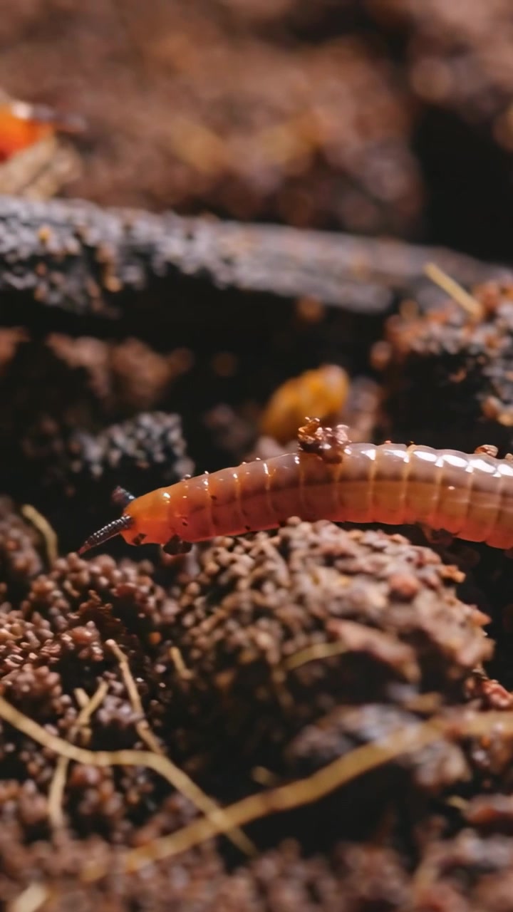 Vídeo vertical: Minhoca rastejando pelo composto, sentindo a umidade, deslocando o solo em busca de alimento.
