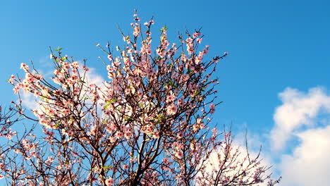 pink and white blossoms from apricot tree in springtime sway in breeze