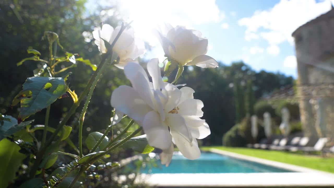 A beautifully decorated garden with vibrant white flowers surrounds a serene swimming pool at Maison Goult, France. Essence of tranquility, blending nature and elegance in a charming outdoor setting.
