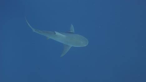 topdown view of a bull shark swimming in ocean