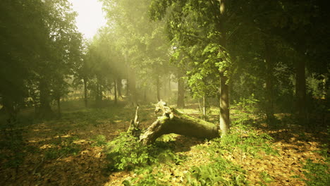 Tranquil forest landscape with dappled sunlight filtering through trees