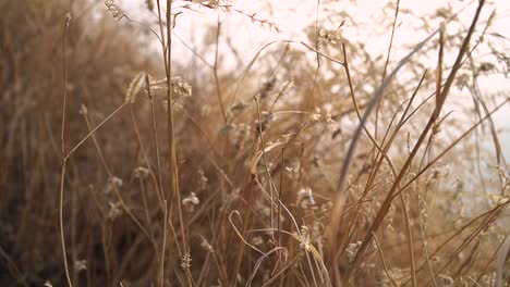 view of dense undergrowth, golden in color on the side of a road on a bright sunny day