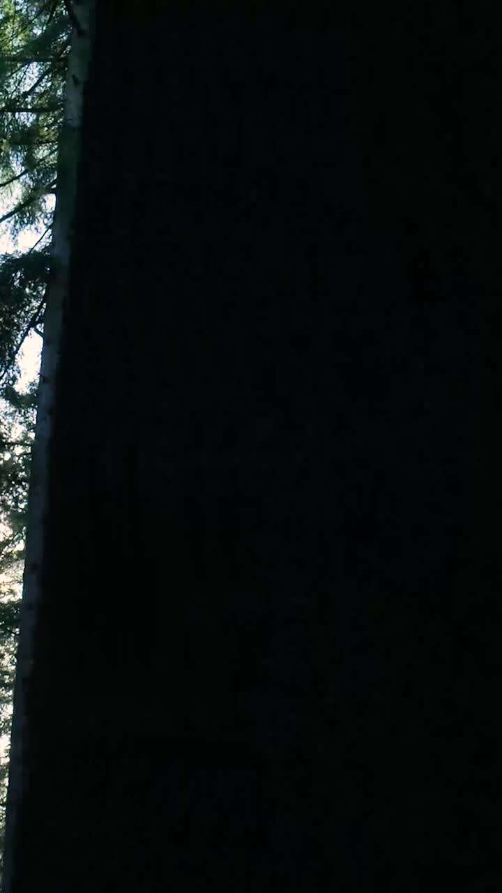 La luce del sole attraverso gli alberi della foresta