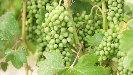 Gruppe-Grüner-Trauben,-Die-An-Der-Weinpflanze-Auf-Dem-Land-Hängen