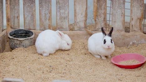 conejos domésticos manchados y albinos en una granja