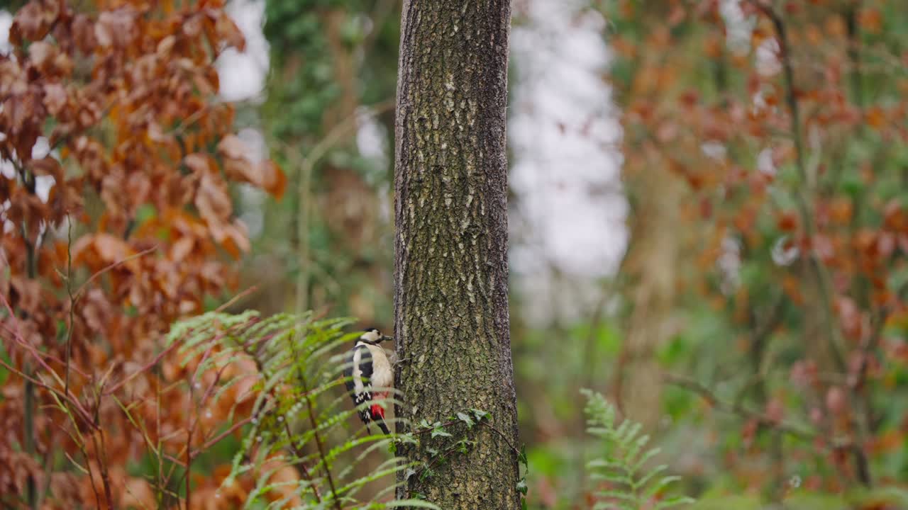 Great spotted woodpecker in autumn forest, perched near red-orange foliage in calm light