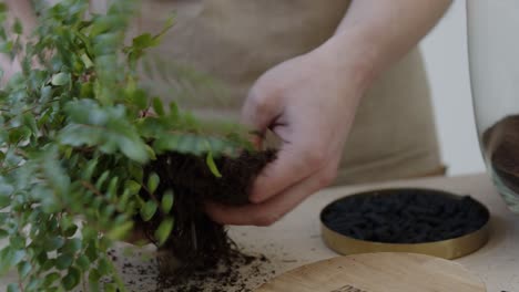 una joven botánica crea un pequeño ecosistema de bosque vivo en un enorme frasco de vidrio - preparando la planta principal - un primer plano ajustado