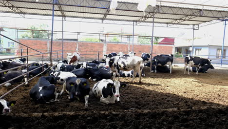 cows resting in a barn on a sunny day