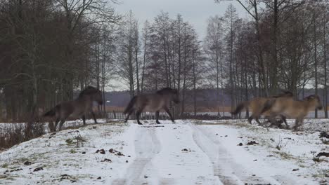 Un-Grupo-De-Caballos-Salvajes-Cruza-Una-Carretera-Cubierta-De-Nieve-En-Un-Día-Nublado-De-Invierno,-Plano-General