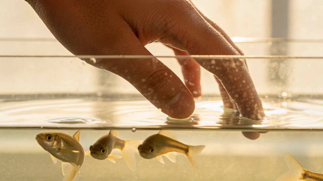 Formant une gouttelette, une main d'adulte plongeant le bout des doigts dans un aquarium en verre sur pied, attirant des poissons rouges.