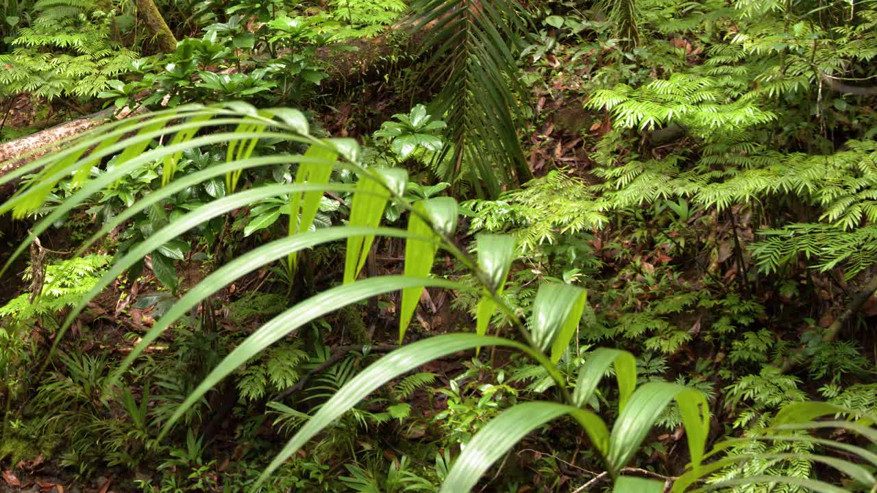 Pengambilan gambar sedang statis tanaman tropis hijau cerah dan pakis di hutan Palau yang lebat.