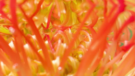 primer plano de una flor de protea de cojín