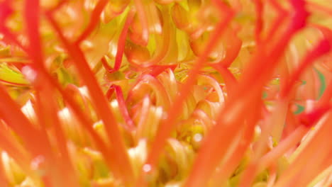 close-up of a pincushion protea flower