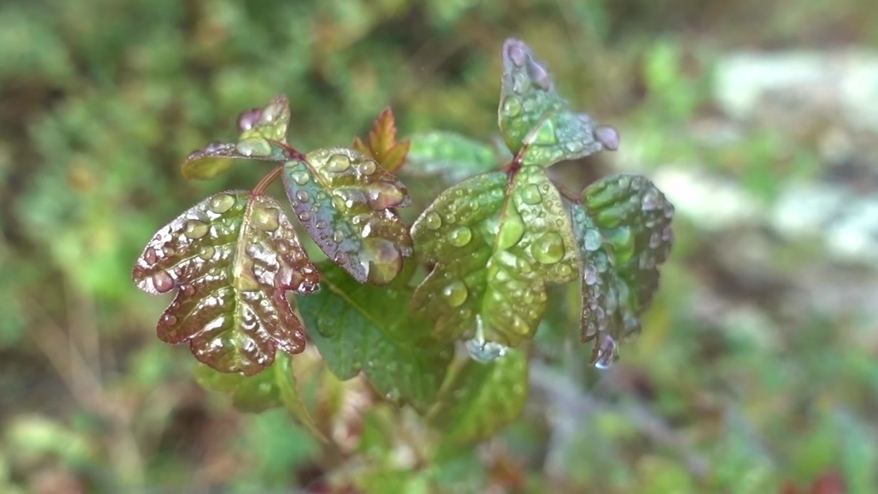 Poison oak with morning drizzle resting upon the leaves. Caught along the PCT.