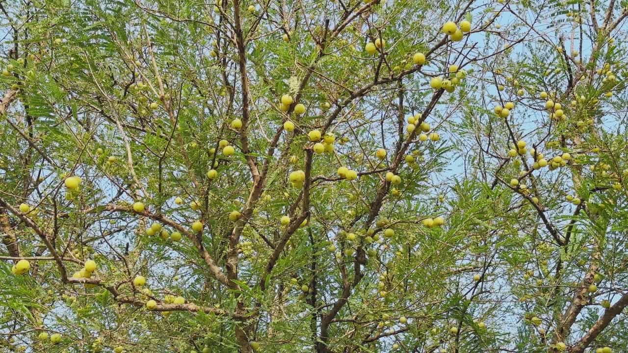 A lush Phyllanthus emblica tree laden with clusters of round green amla fruits, nestled among dense foliage swaying gently under bright natural daylight