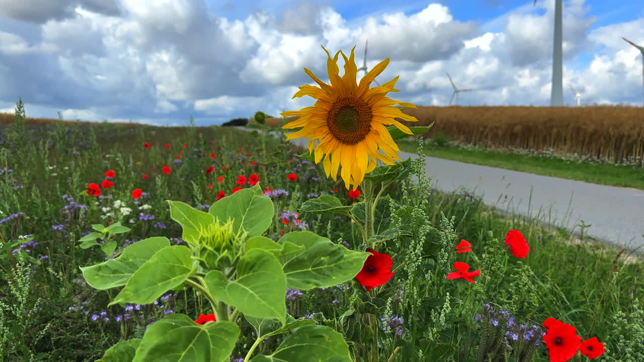 junto a una carretera hay una franja de flores con girasoles, amapolas y cornflowers para los insectos en cámara lenta