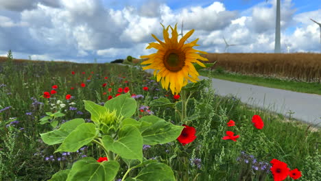 Neben-Einer-Straße-Gibt-Es-In-Zeitlupe-Einen-Blühstreifen-Mit-Sonnenblumen,-Mohn-Und-Kornblumen-Für-Die-Insekten