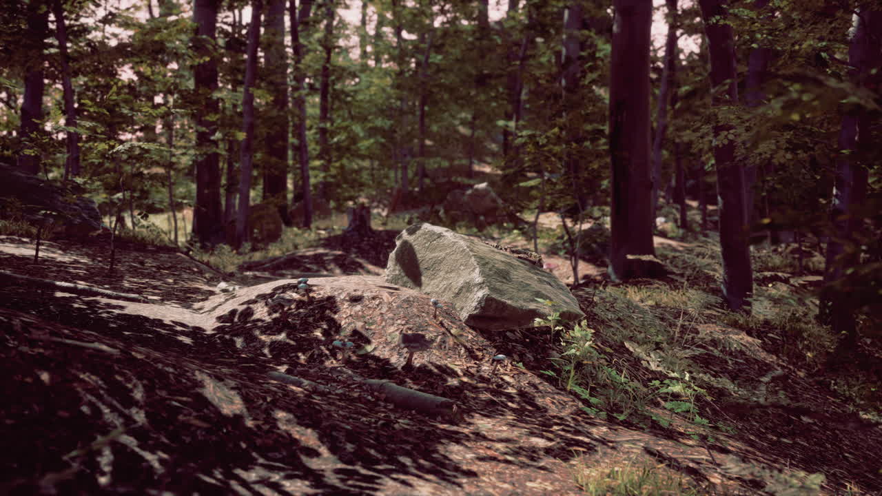 큰 바위 를 가진 조용 한 숲 장면