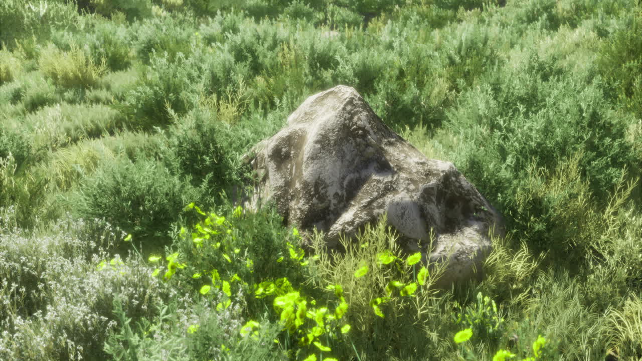 Rock surrounded by lush green vegetation in a natural landscape setting