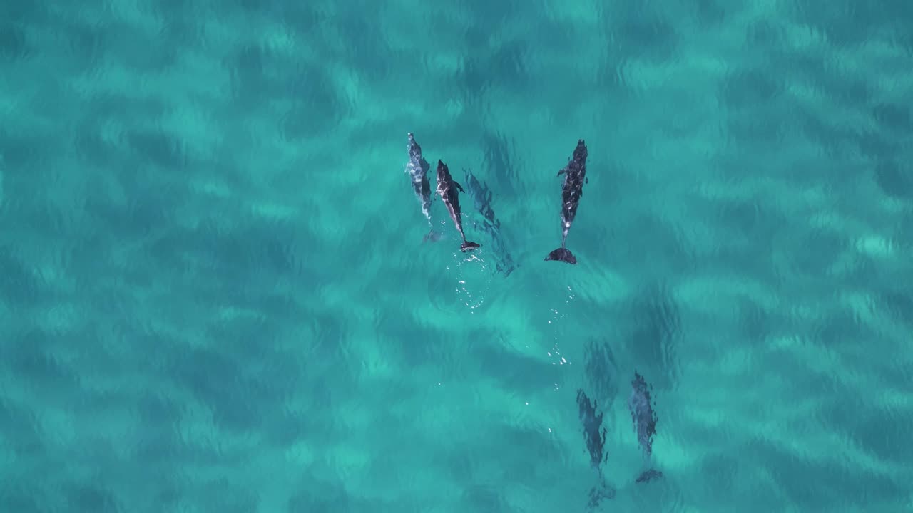 A family of Dolphins show animal behaviour characteristics playfully swim about in the blue ocean water