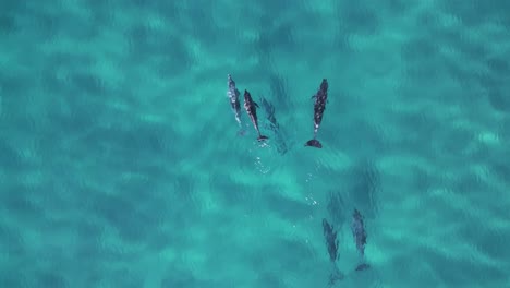 A-family-of-Dolphins-show-animal-behaviour-characteristics-playfully-swim-about-in-the-blue-ocean-water