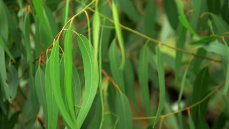 close up gum leaves hanging from a eucalyptus tree