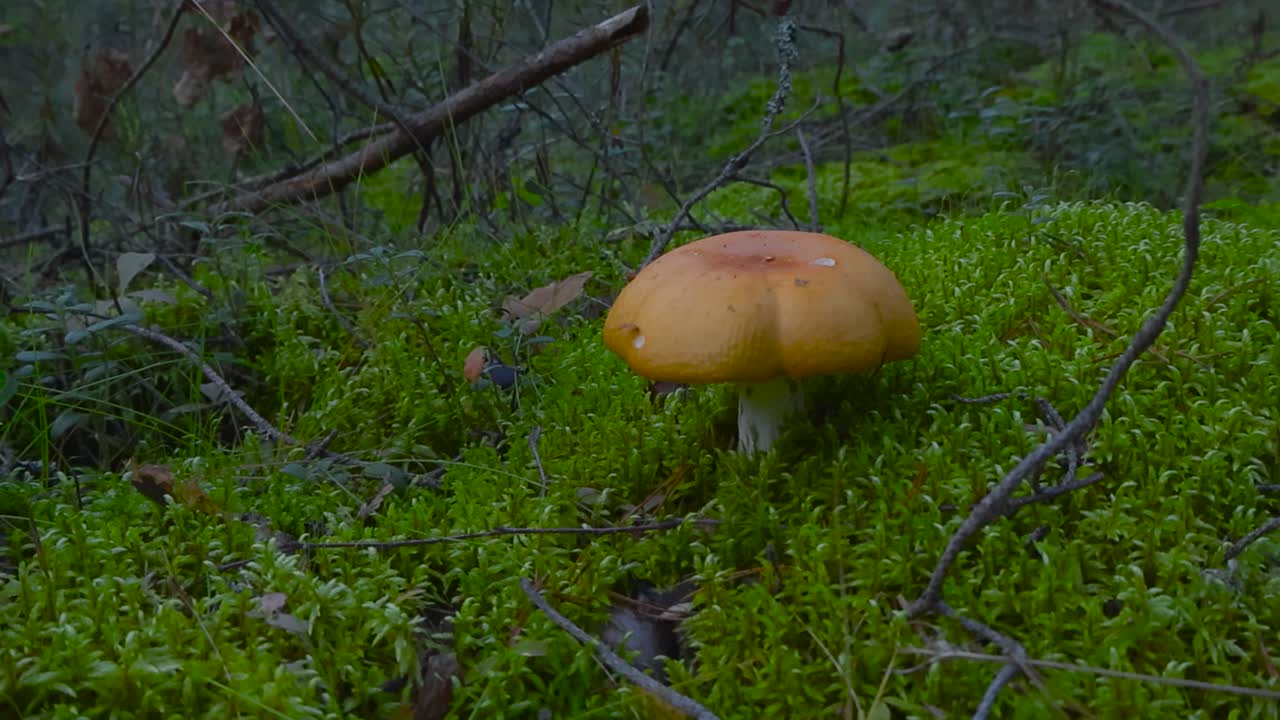 Gorgeous fresh and fully grown yellow common russula mushroom growing in a mossy forest during cloudy day with twigs and branches around. Shallow depth of field and bokeh blurry background