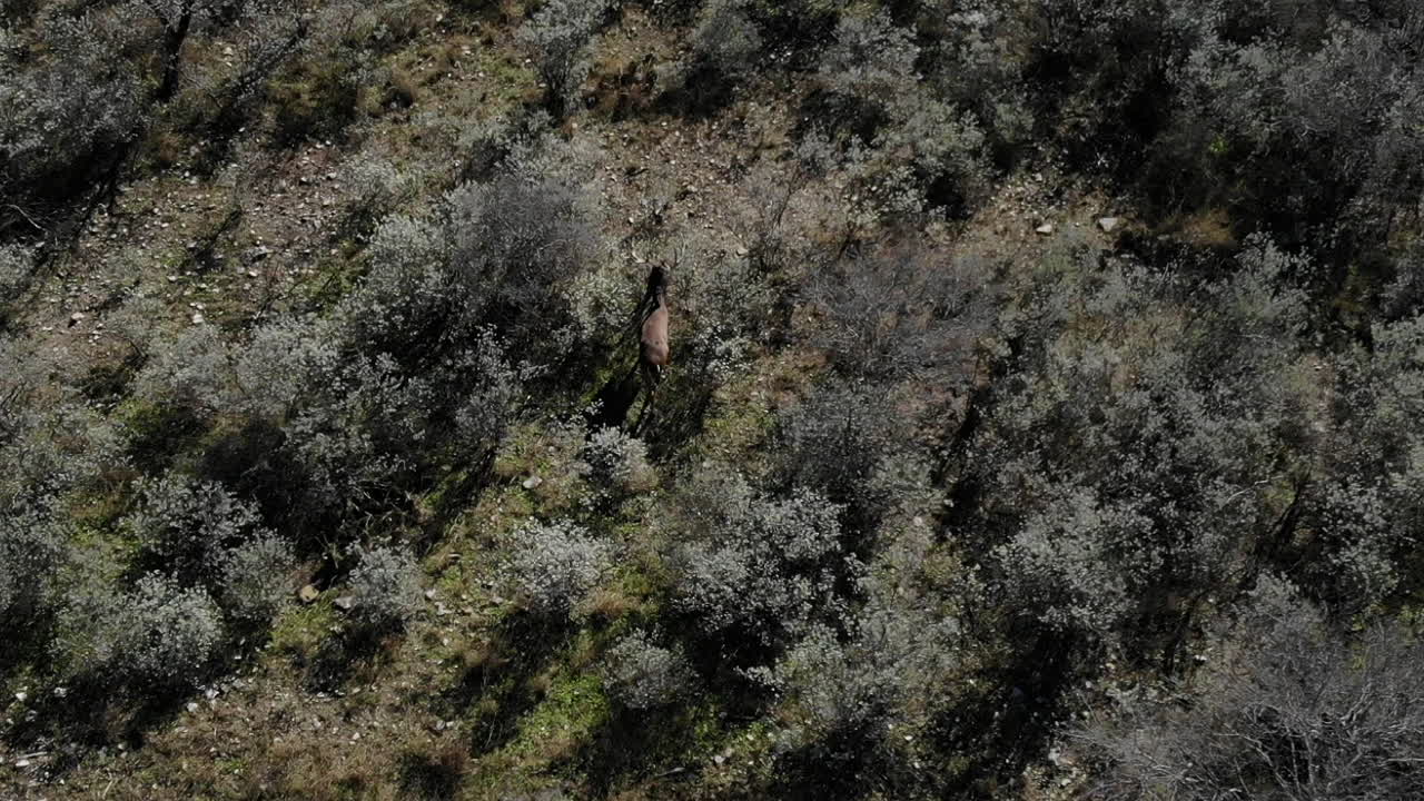 드론이 텍사스를 가로지르는 거대한 화이트테일 벅의 서사시 샷