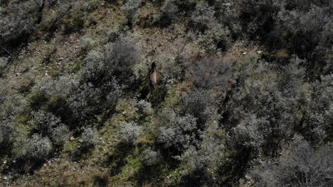 epic shot of a huge whitetail buck with a drone walking through texas
