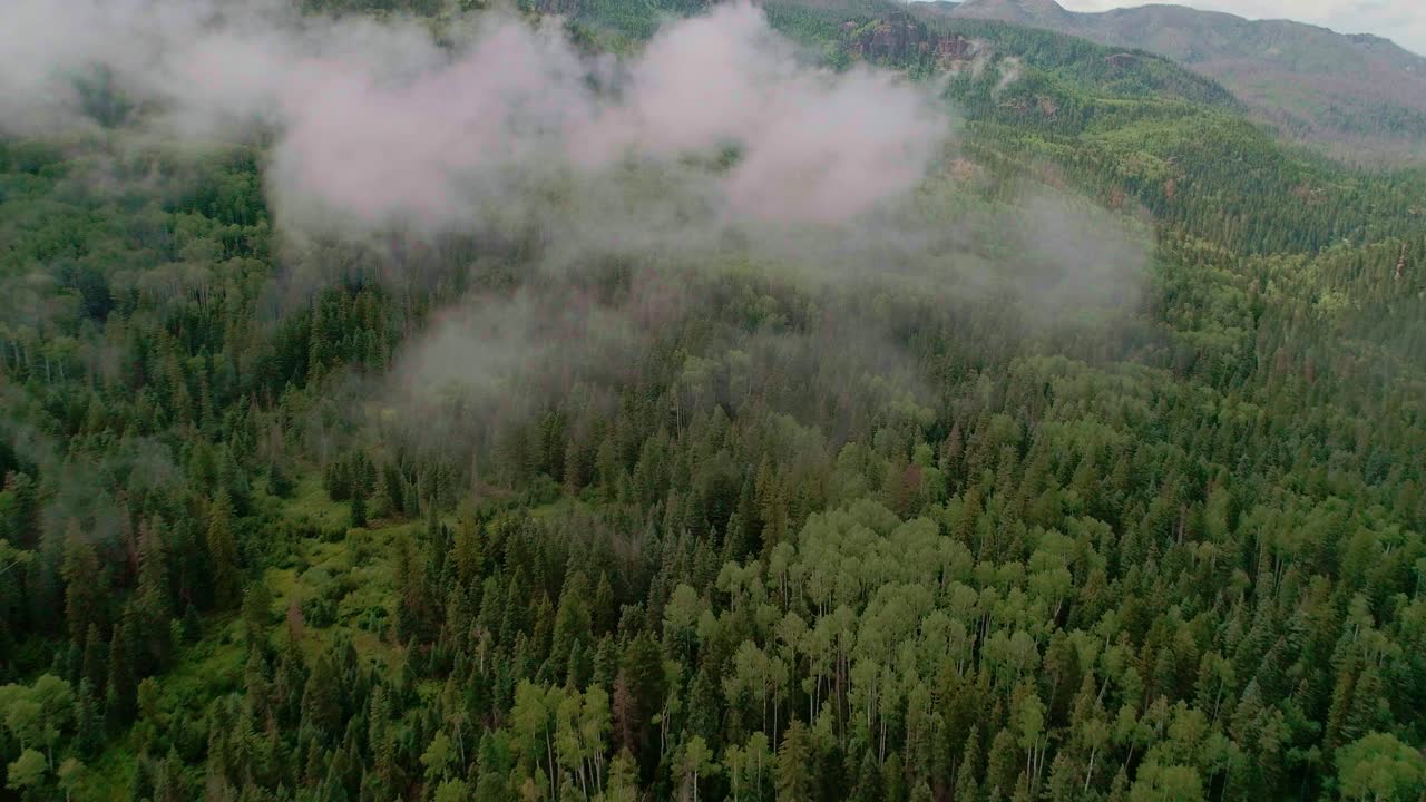 Drone view of a dense forest in mountainous Colorado ground