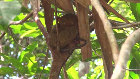 Philippinischer-Koboldmaki-Versteckt-Sich-In-Einem-Baum-Auf-Der-Insel-Bohol