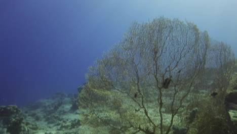 Gregorian-sea-fan-coral-at-the-end-of-a-beautiful-reef-Of-the-red-sea-of-Egypt