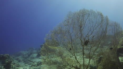 gregorian sea fan coral at the end of a beautiful reef of the red sea of egypt