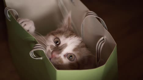 cute white and ginger kitten plays in a shopping bag close up shot