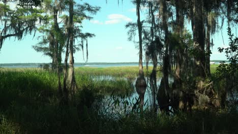 Parque-Estatal-Lago-Louisa,-Clermont,-Florida