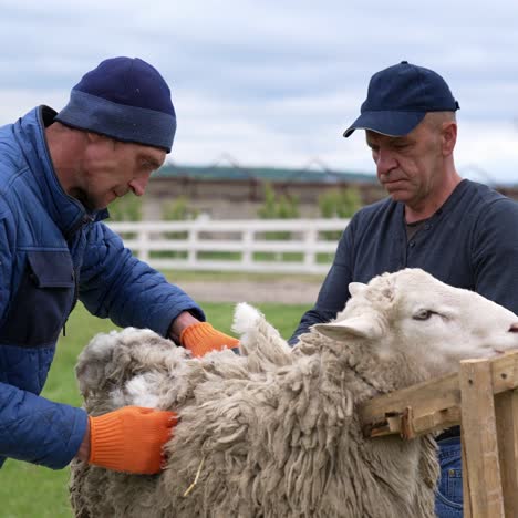 shearer shearing sheep on farm. shearing sheep for wool in barn