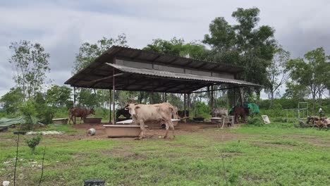 vacas en el refugio