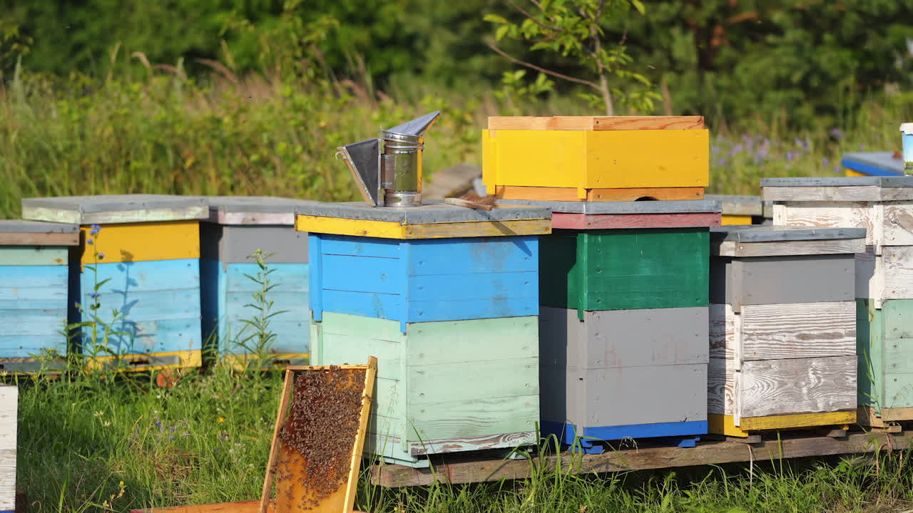 Hives with bees on a field. Apiary with bees flying to the landing boards. Apiculture. Bee smoker is standing on hive.